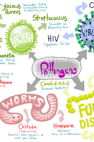 Adobe Ideas for iPhone in 2010