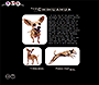 Defeat the Darkside and Win website in 1999 – The Chihuahua