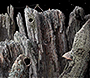 Samorost 1 flash website in 2003